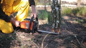 Best Arborist Consultation Services  in North Druid Hills, GA
